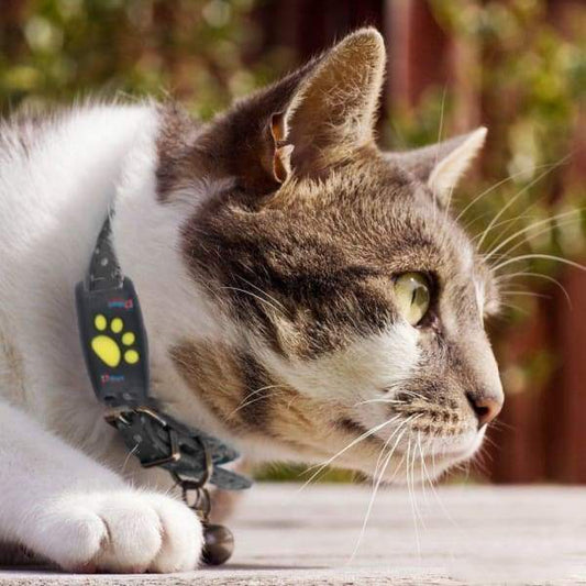 Accurate GPS Pet Tracker Collar for Cats - Glamry