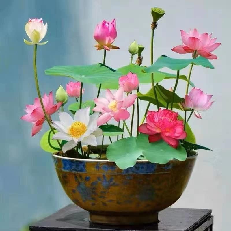 Colorful Bonsai Lotus Seeds for Beautiful Ponds - Glamry