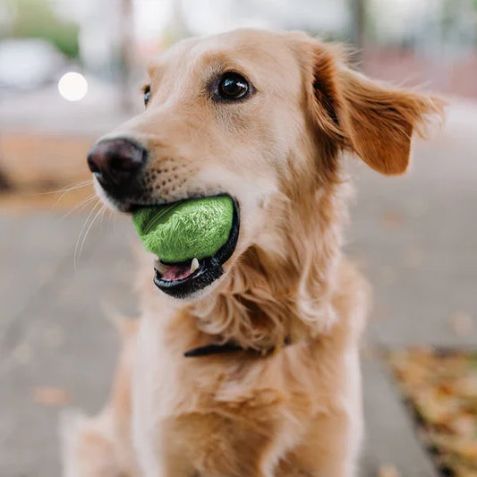 Fun Interactive Dog Ball Toy - Glamry